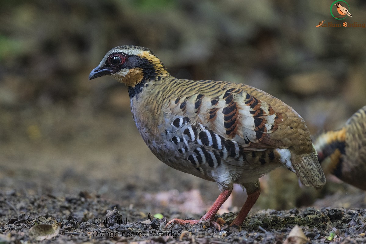 Orange-necked Partridge - Dinh Thinh