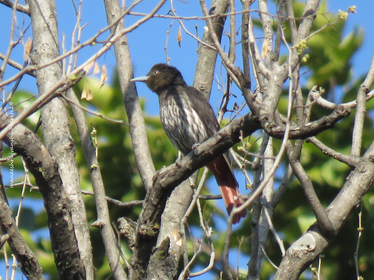 Maroon Oriole - ML239041721