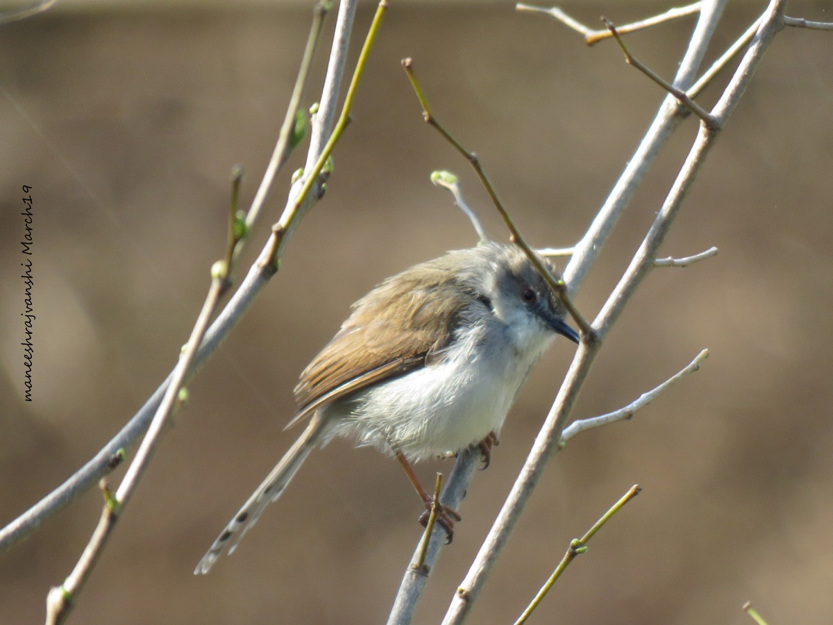 Gray-breasted Prinia - ML239041771