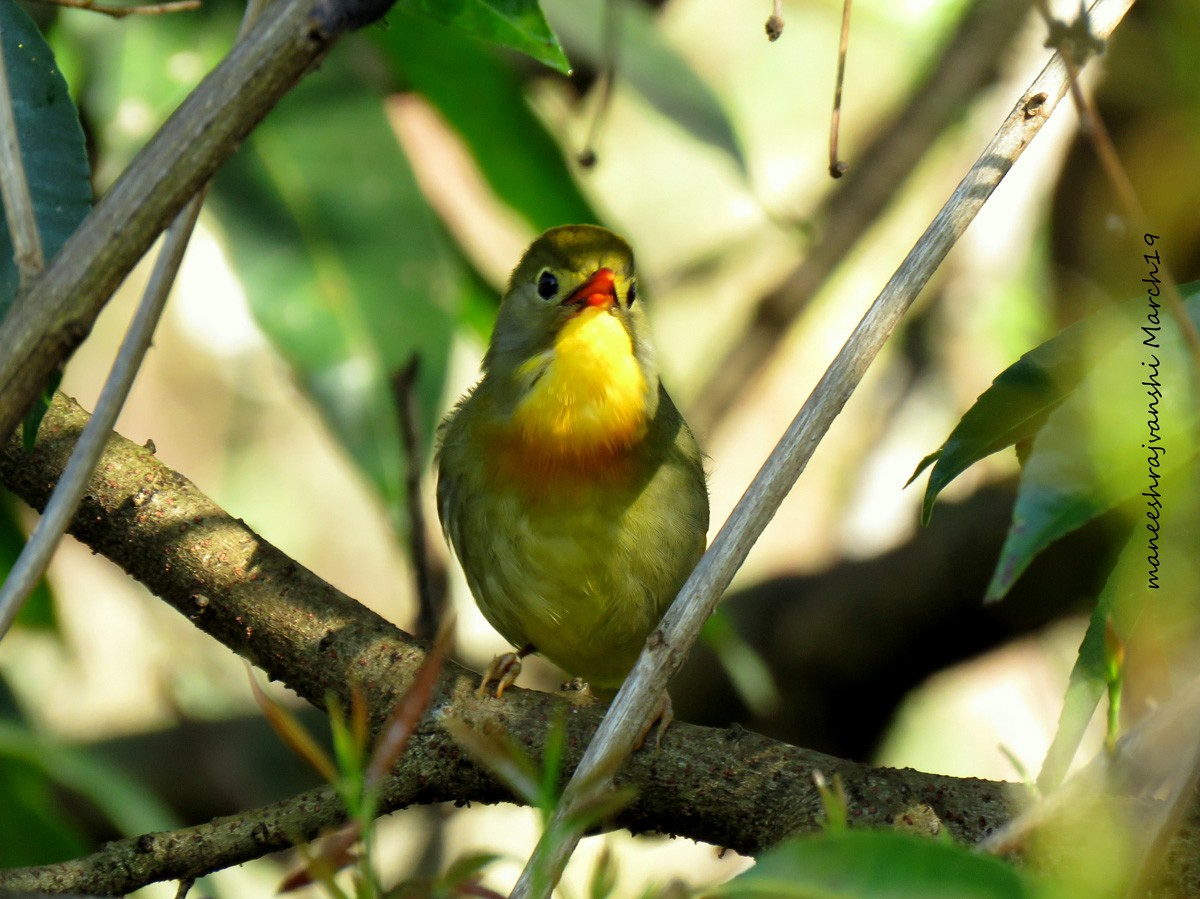 Red-billed Leiothrix - ML239041921