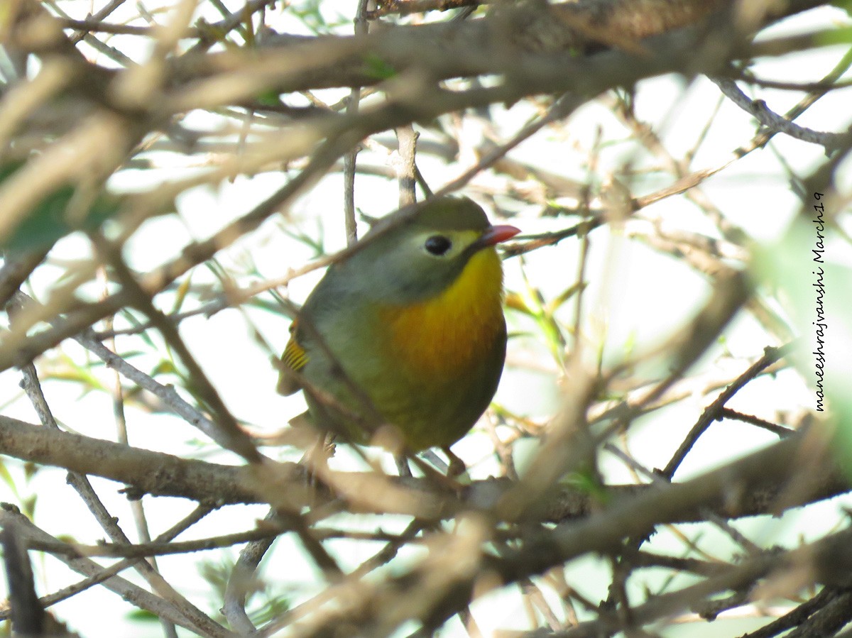 Red-billed Leiothrix - ML239041931