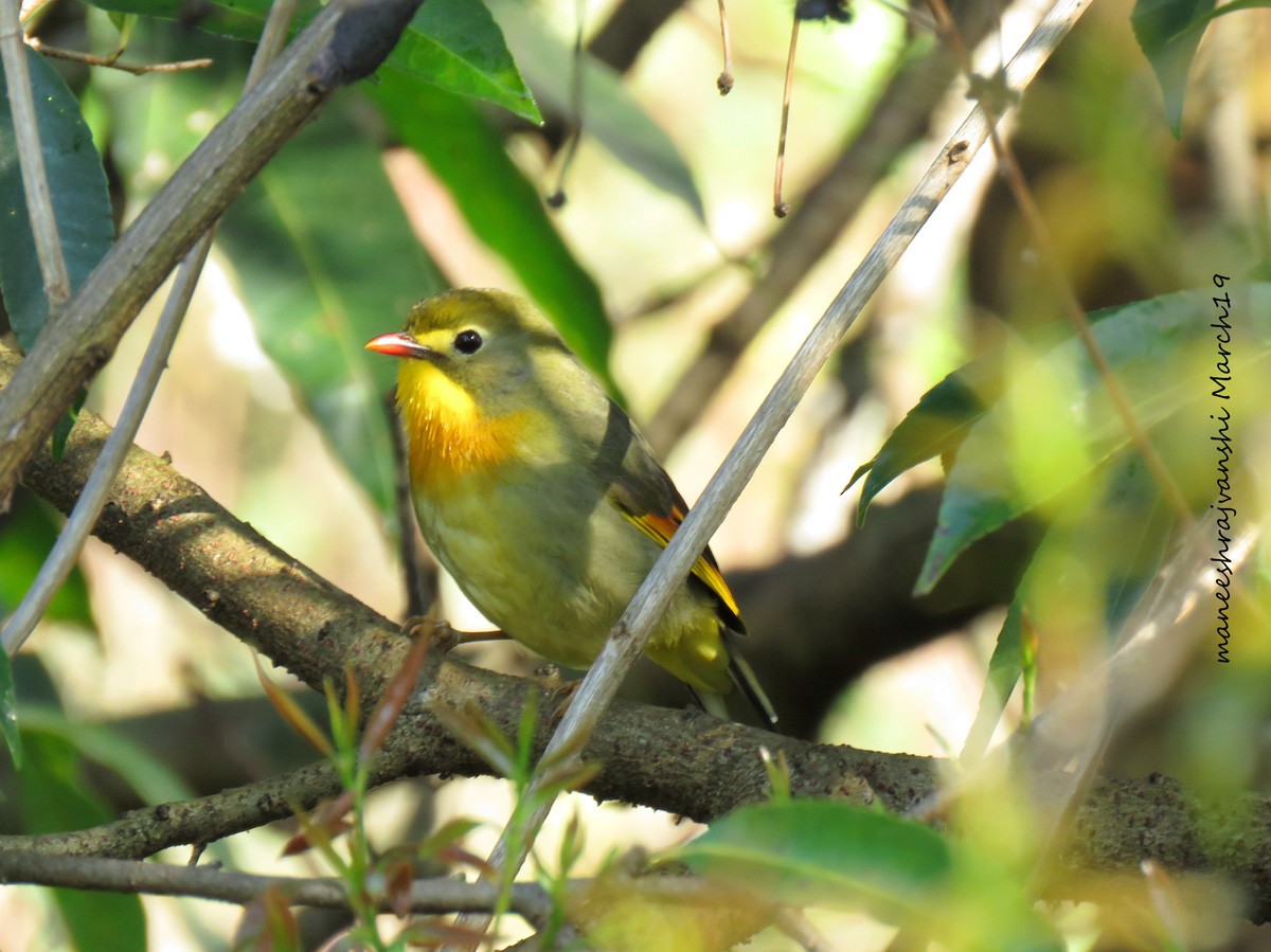Red-billed Leiothrix - ML239041941
