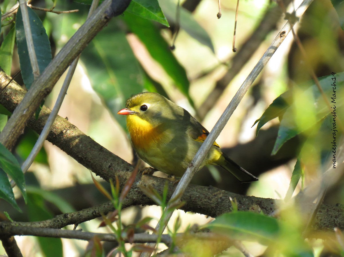 Red-billed Leiothrix - ML239041951