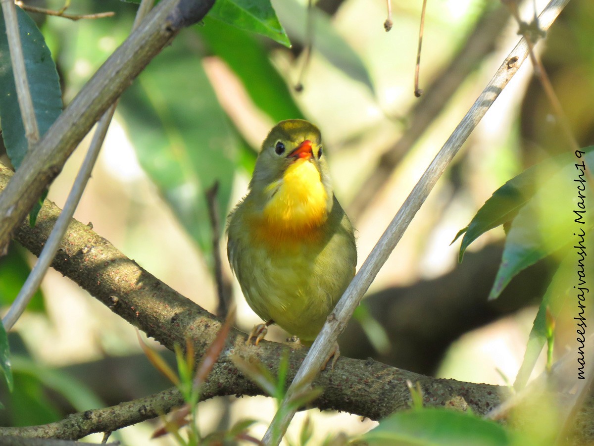 Red-billed Leiothrix - ML239041961