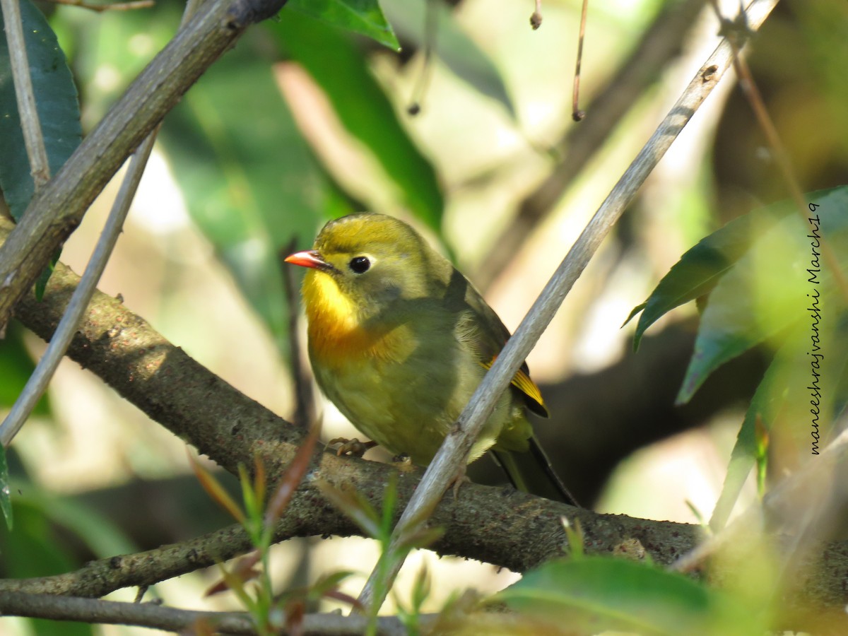 Red-billed Leiothrix - ML239041991