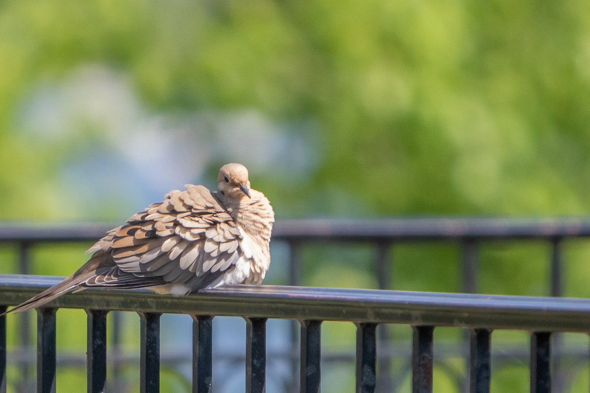 Mourning Dove - ML239042811