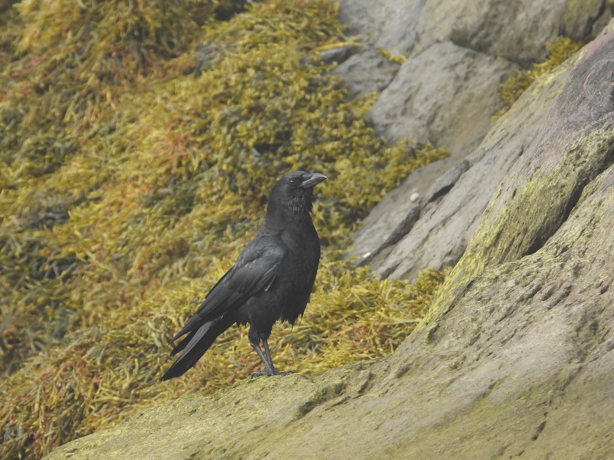 American Crow - ML239044691