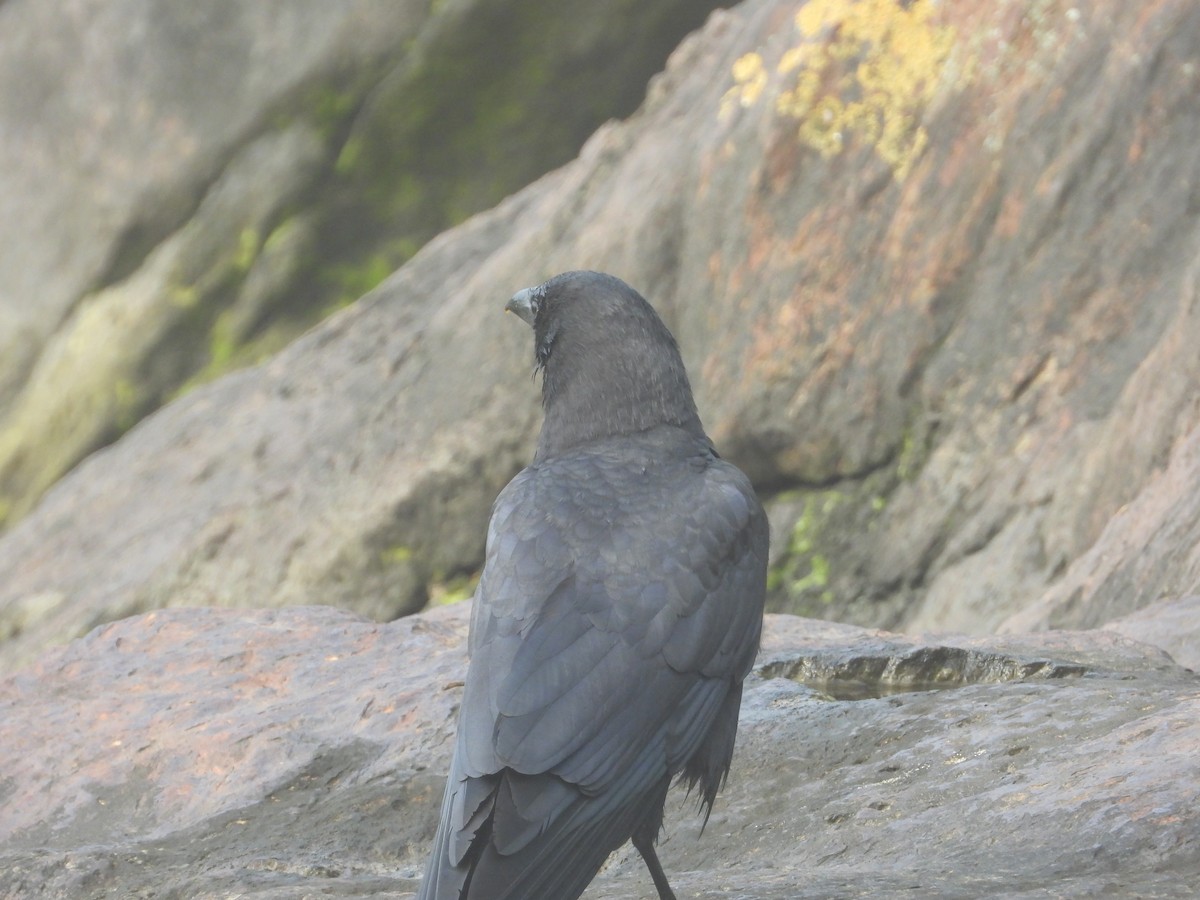 American Crow - ML239044701