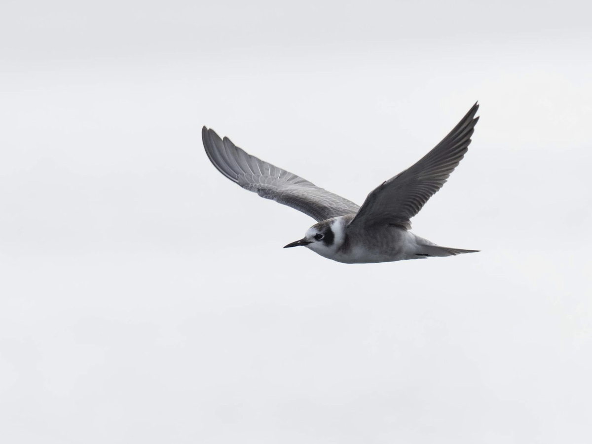 Black Tern (American) - ML239045311