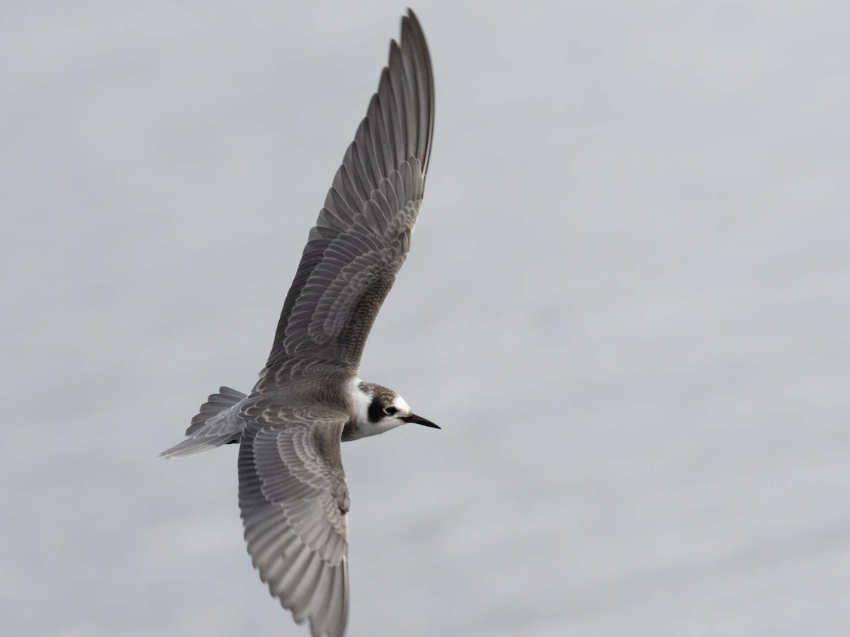 Black Tern (American) - ML239045321