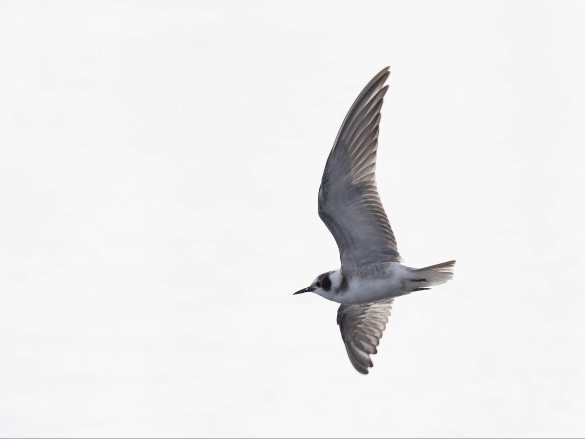 Black Tern (American) - ML239045331