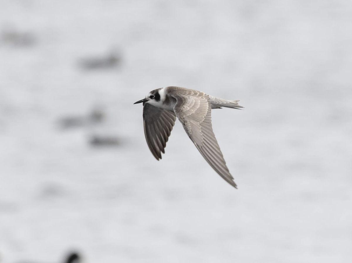 Black Tern (American) - ML239045341