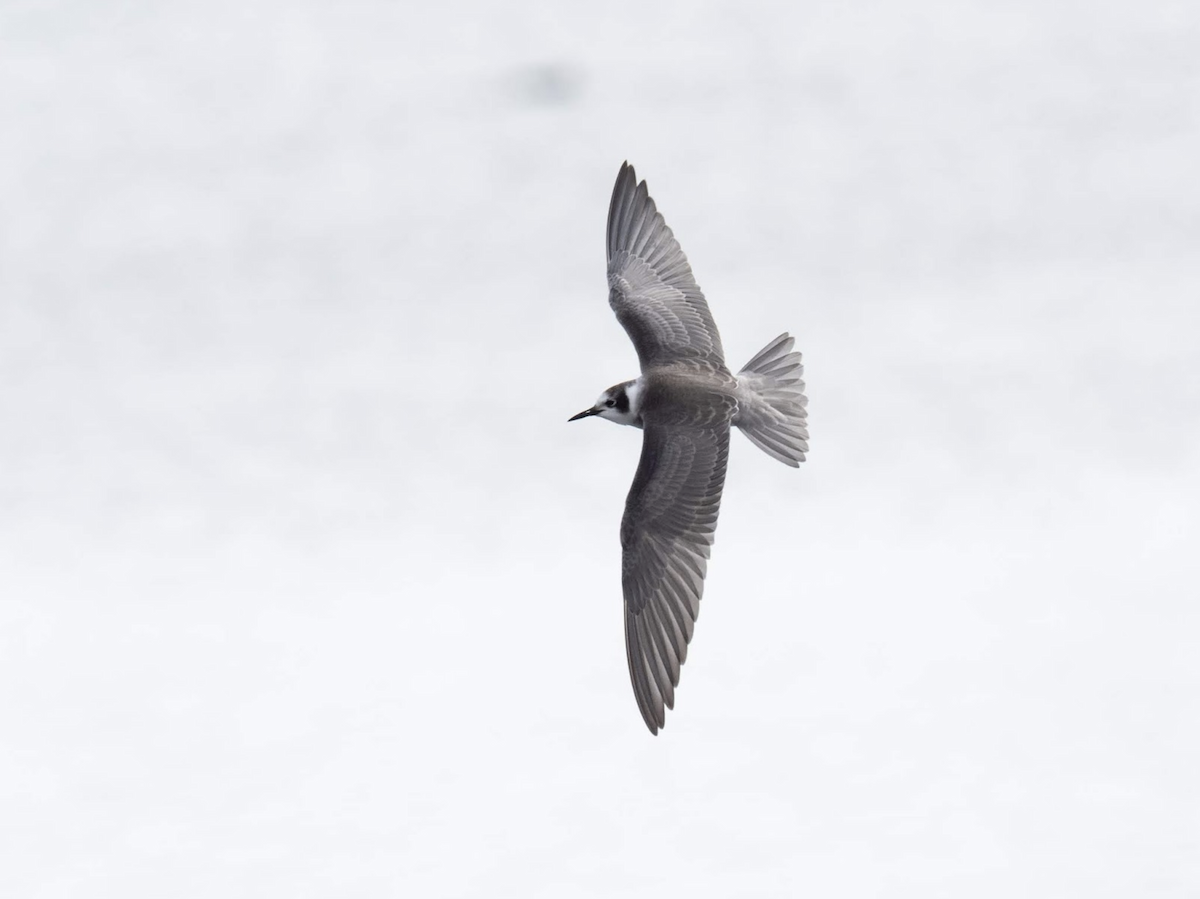 Black Tern (American) - ML239045351