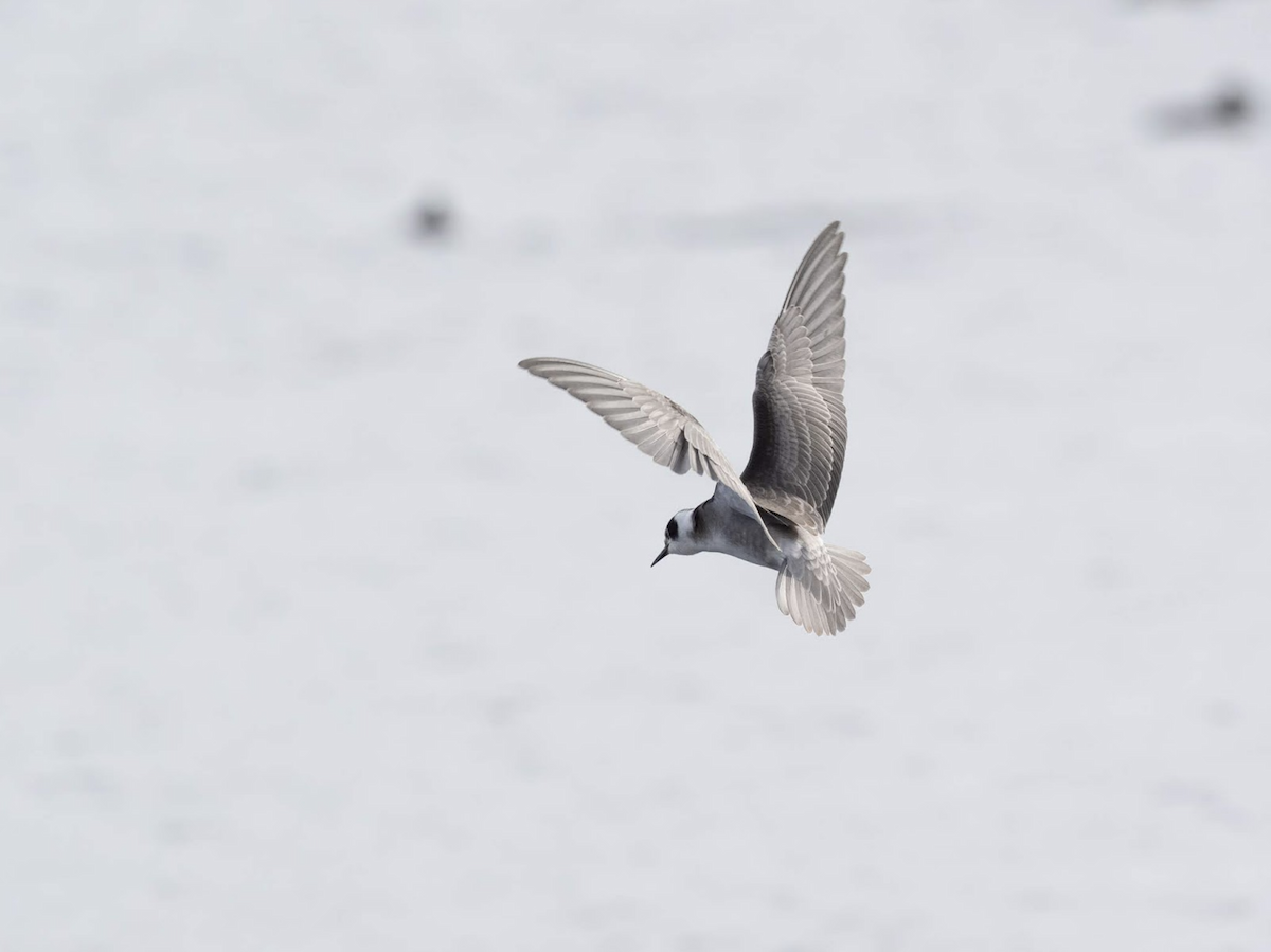 Black Tern (American) - ML239045361