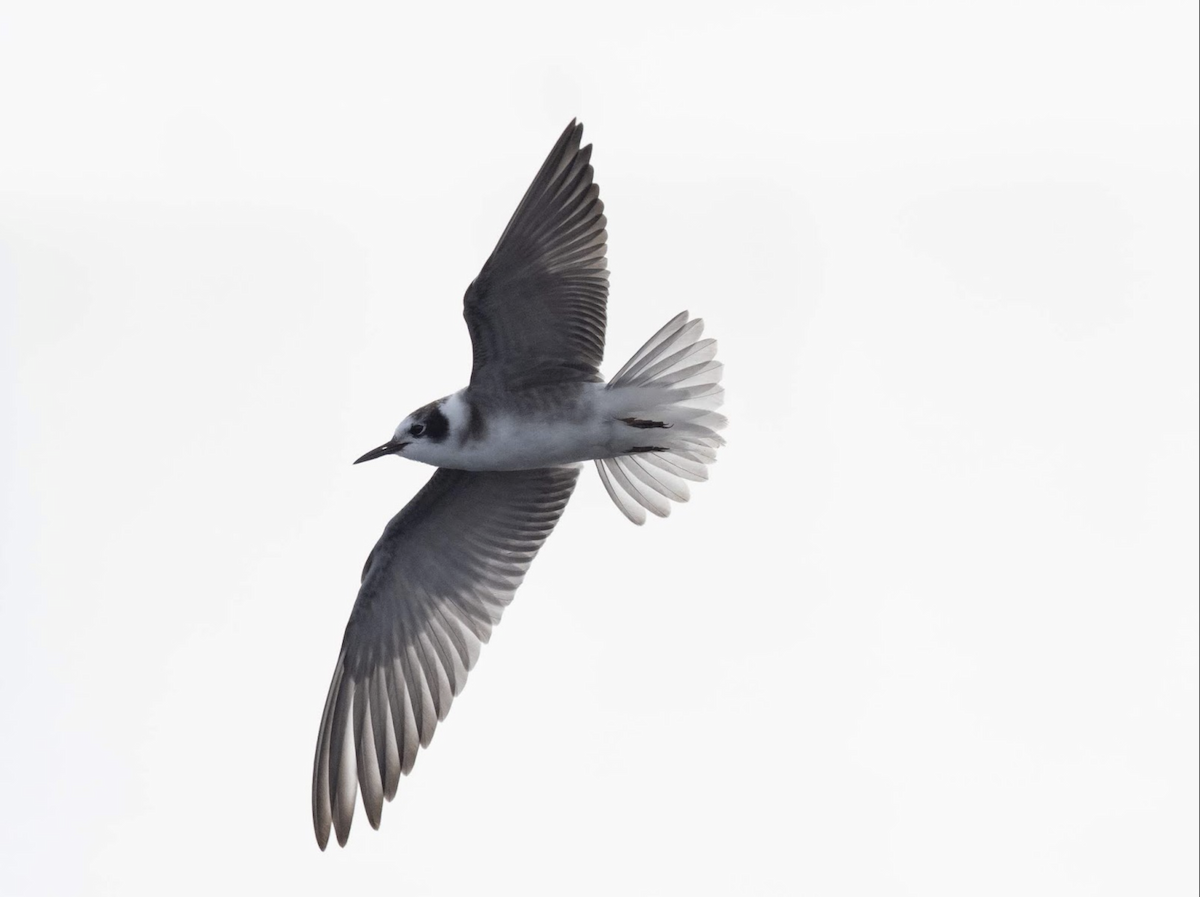 Black Tern (American) - ML239045371