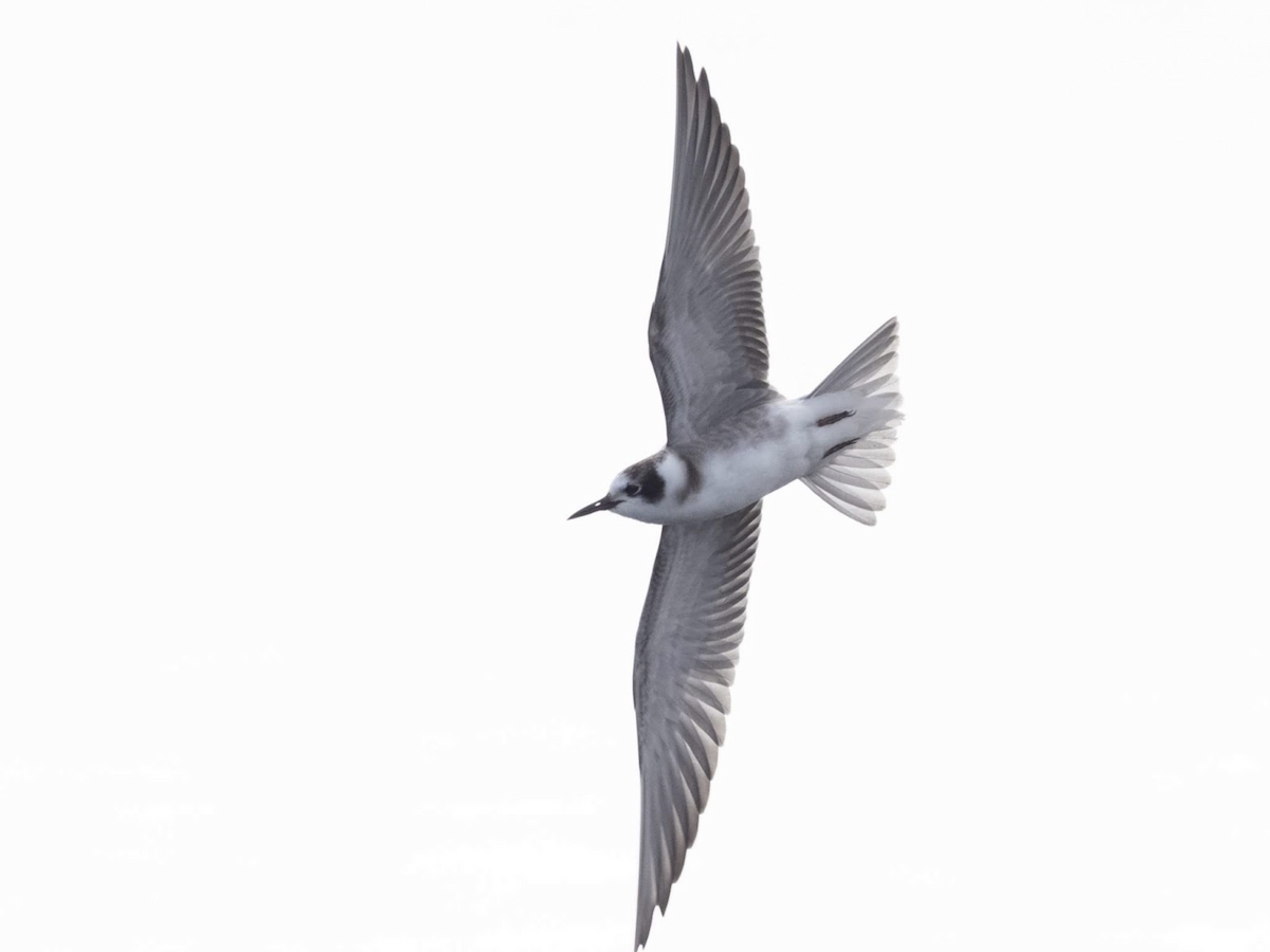 Black Tern (American) - ML239045391