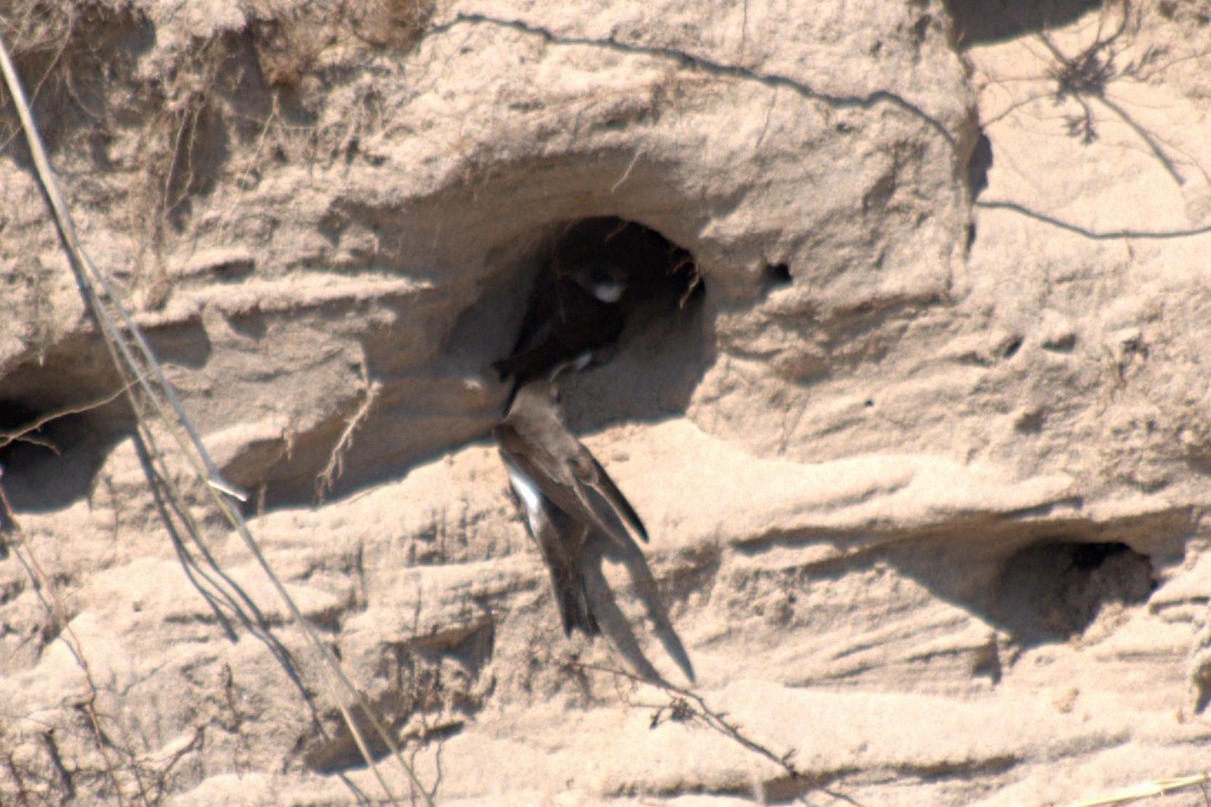 Bank Swallow - ML239045451