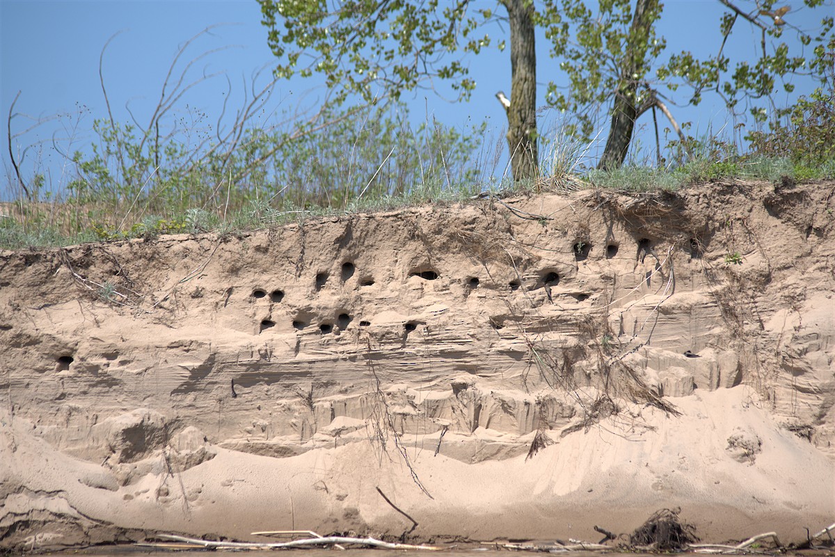 Bank Swallow - ML239045491