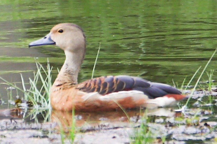 Dendrocygne siffleur - ML239045871