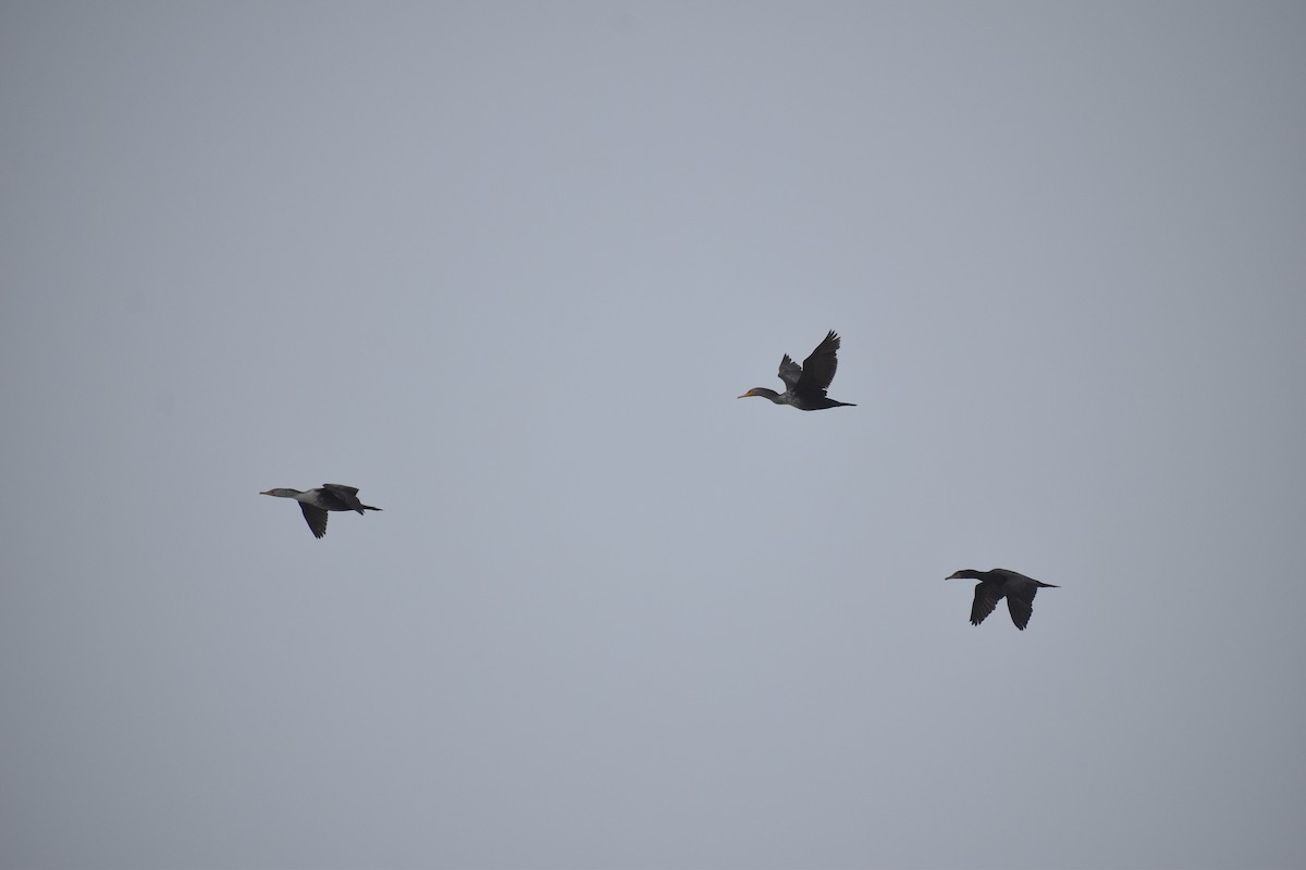 Double-crested Cormorant - ML239045991