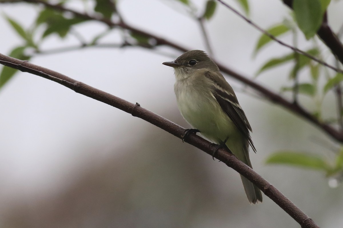 Alder Flycatcher - ML239046091