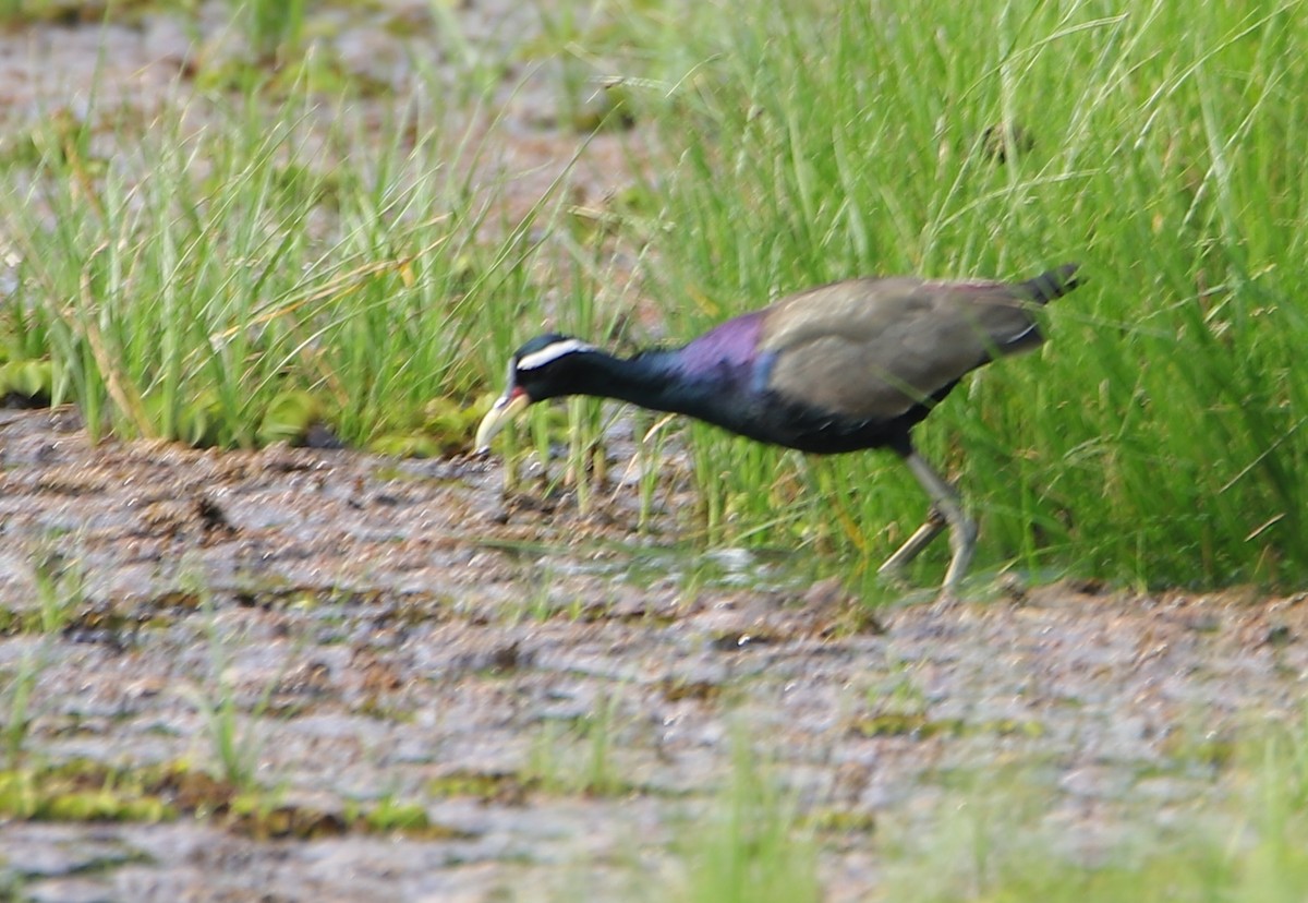 Bronze-winged Jacana - ML239046551