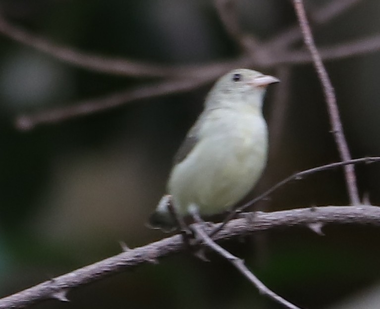 Pale-billed Flowerpecker - ML239049601