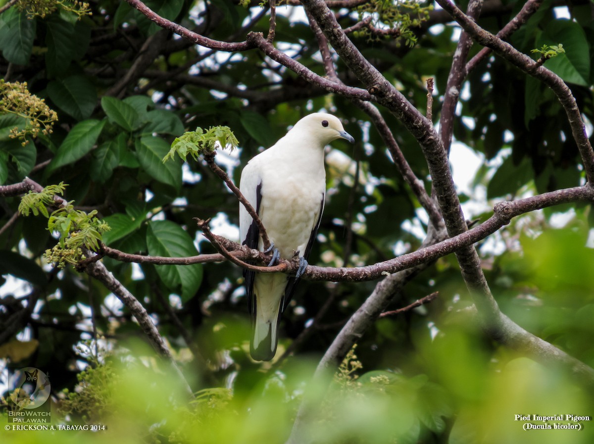 Pied Imperial-Pigeon - ML239049631