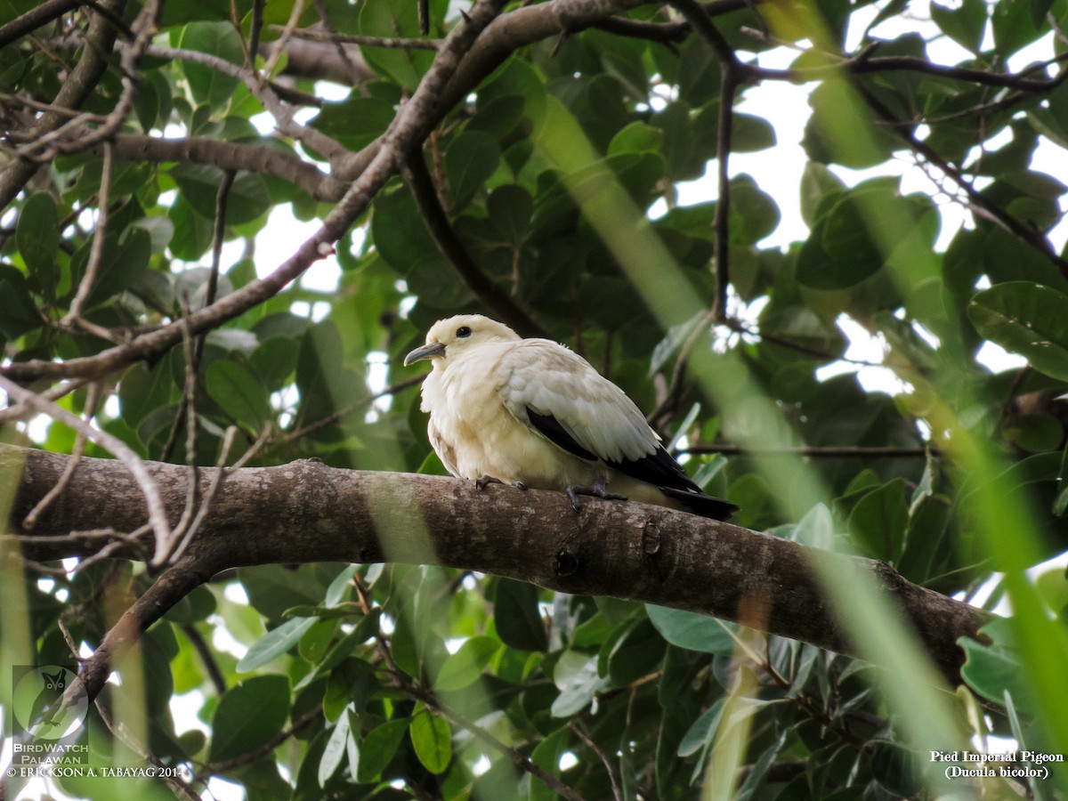 Pied Imperial-Pigeon - ML239049641