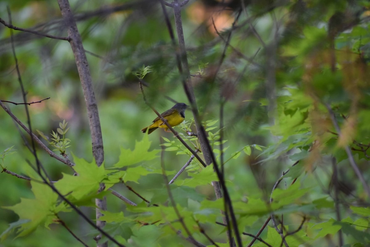 Mourning Warbler - ML239050731