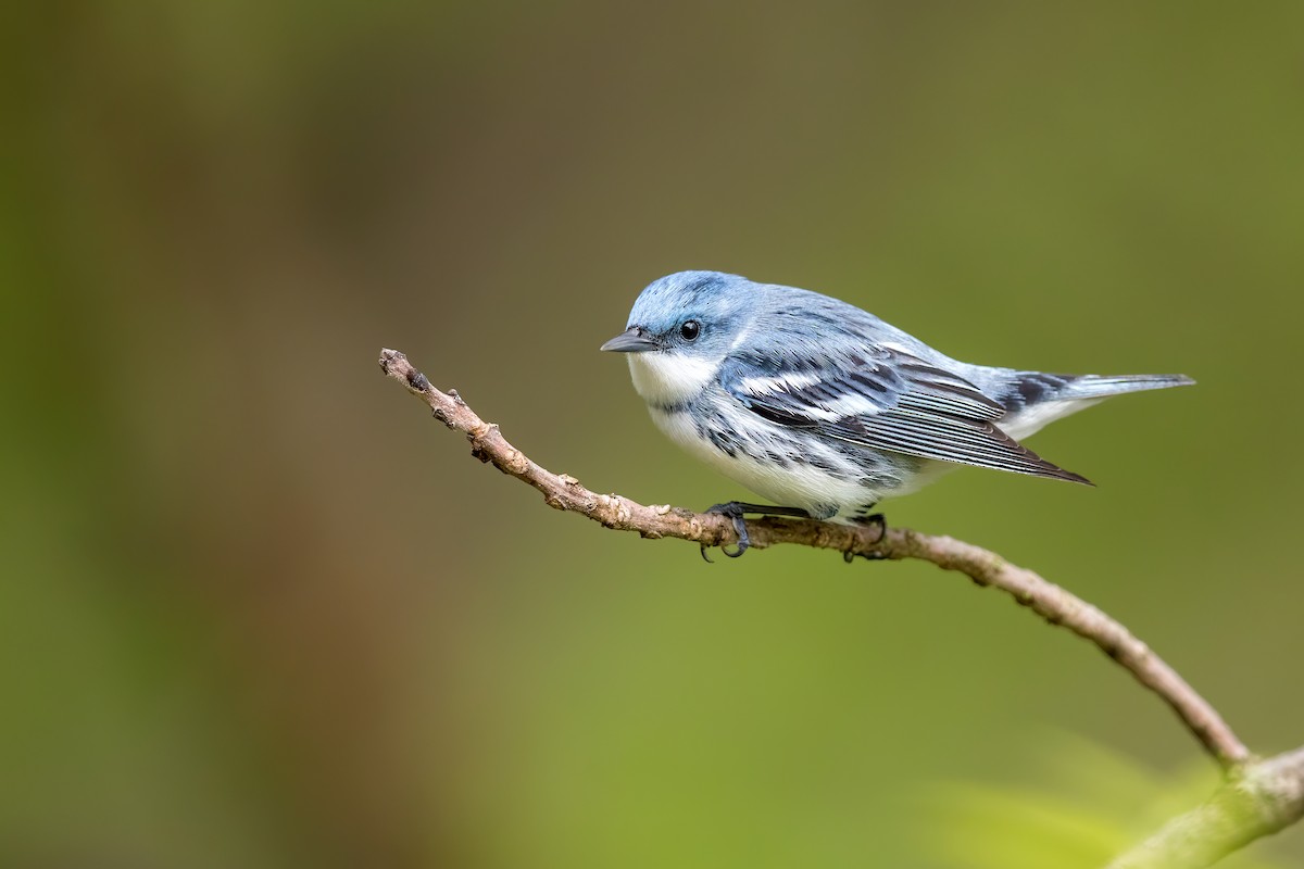 Cerulean Warbler - Tony Dvorak