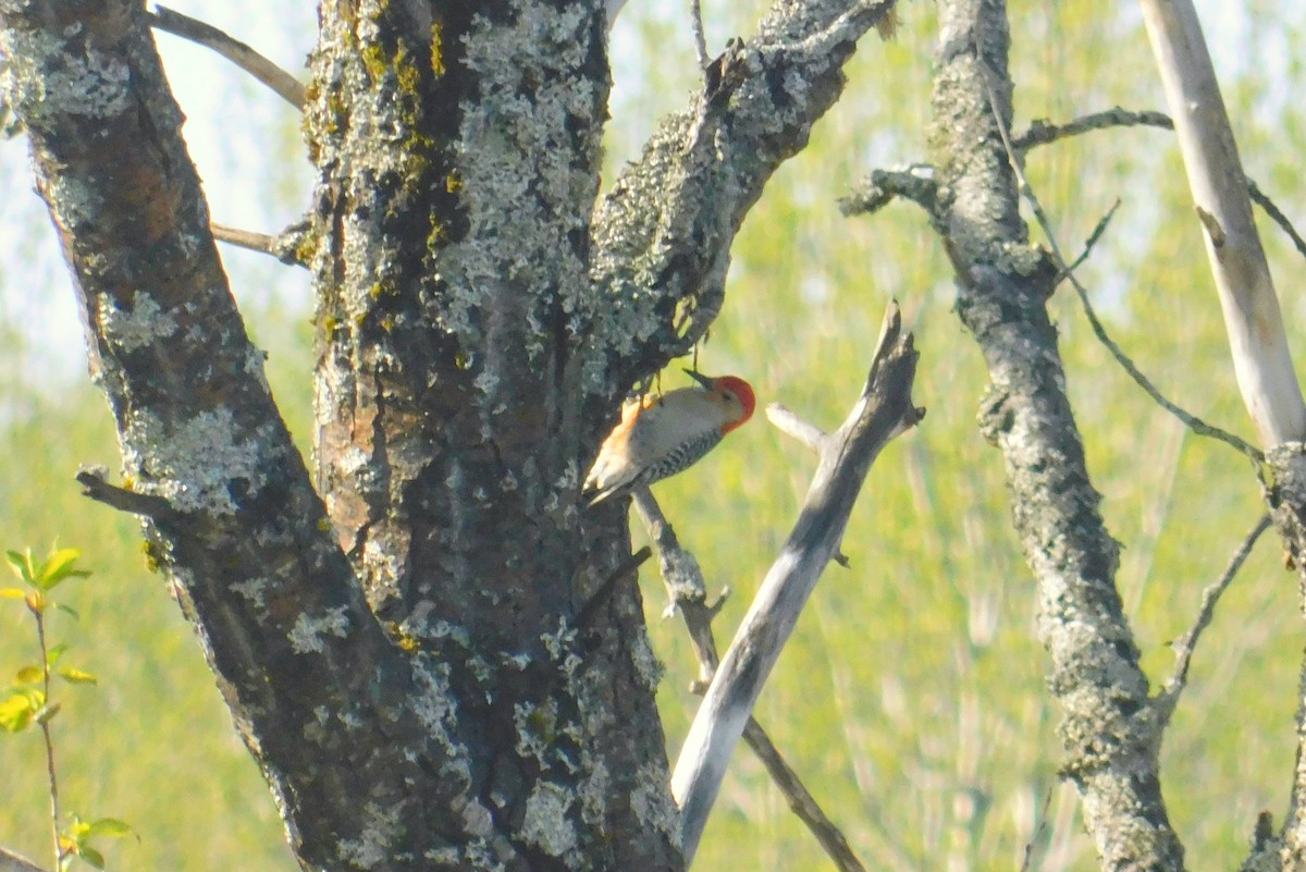 Red-bellied Woodpecker - ML239051941