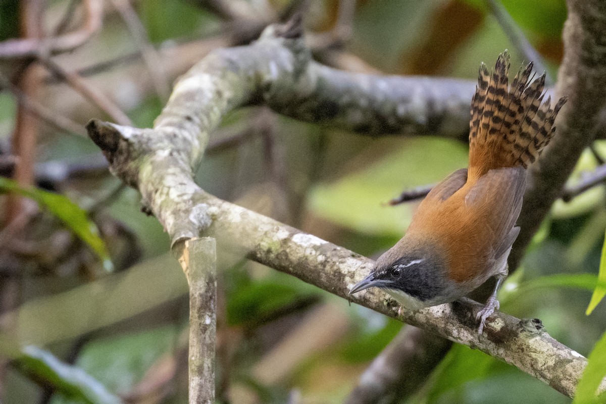 Coraya Wren - Caio Brito | Brazil Birding Experts