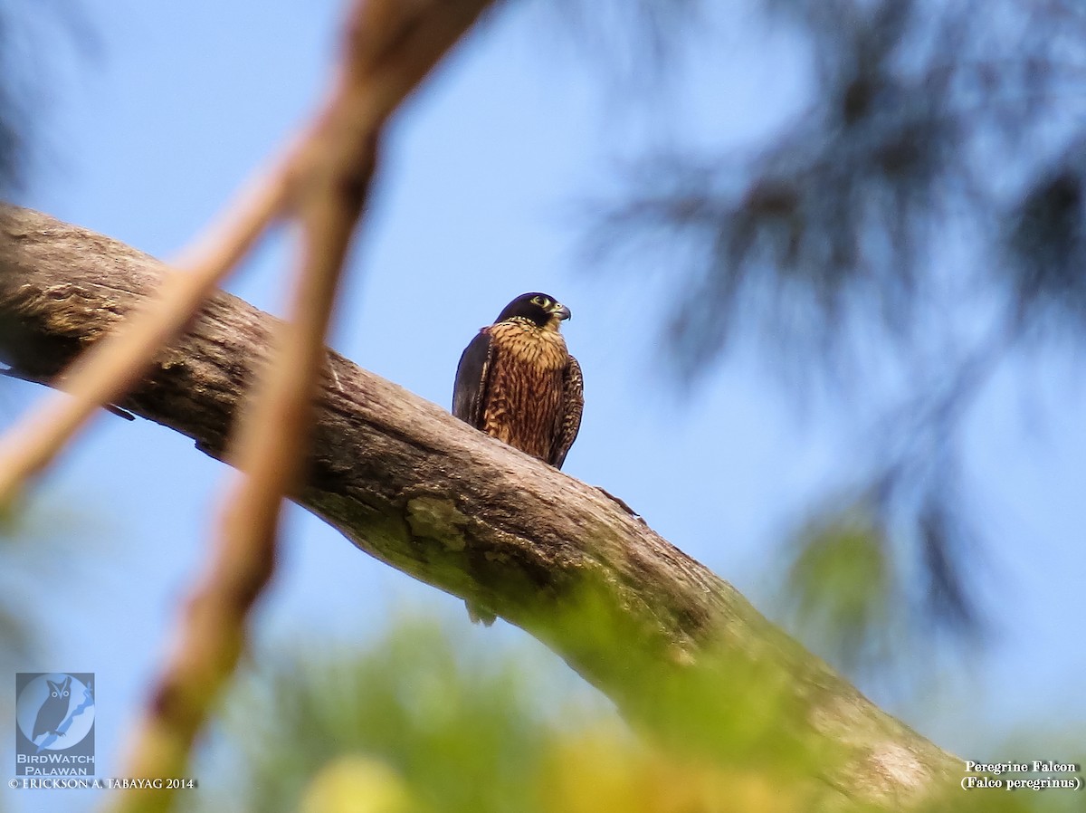 Эгэл шонхор - ML239053231