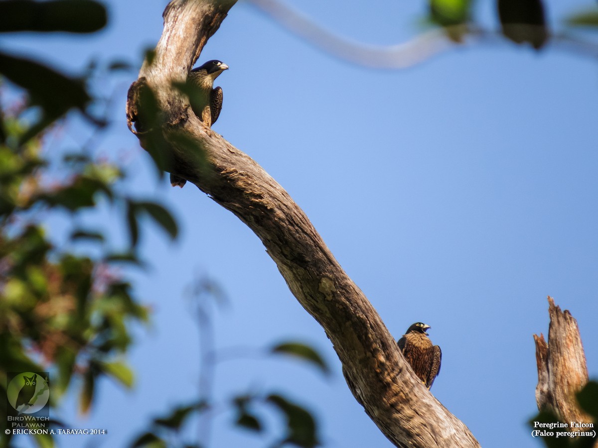 Эгэл шонхор - ML239053241