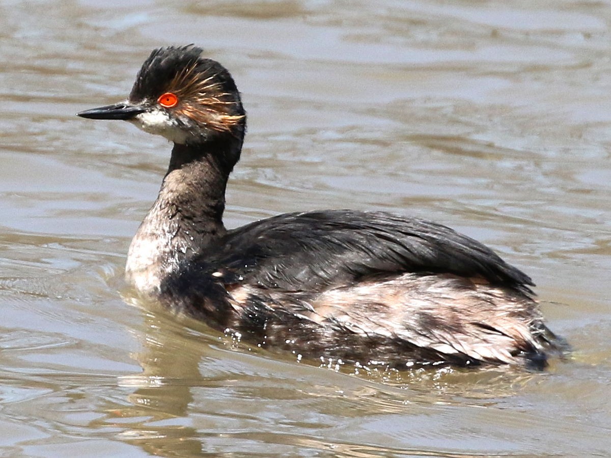 Eared Grebe - ML239054811