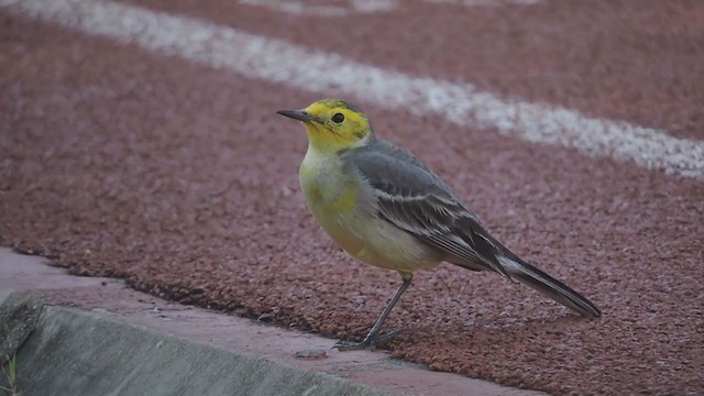 נחליאלי לימוני - ML239055801