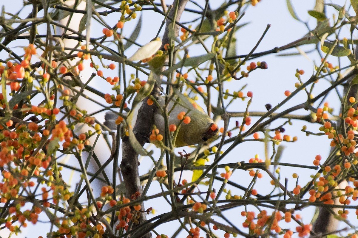 Purple-throated Euphonia - ML239056411