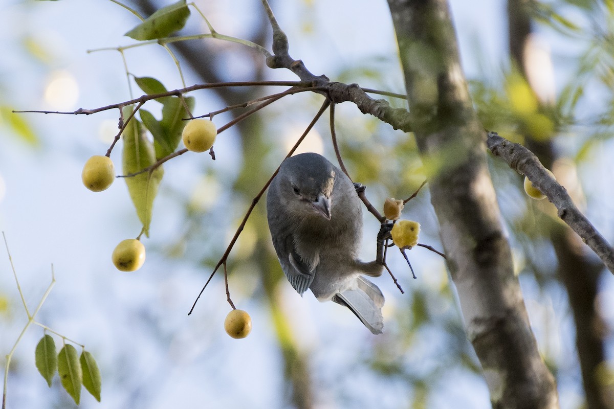 Sayaca Tanager - Luiz Carlos Ramassotti