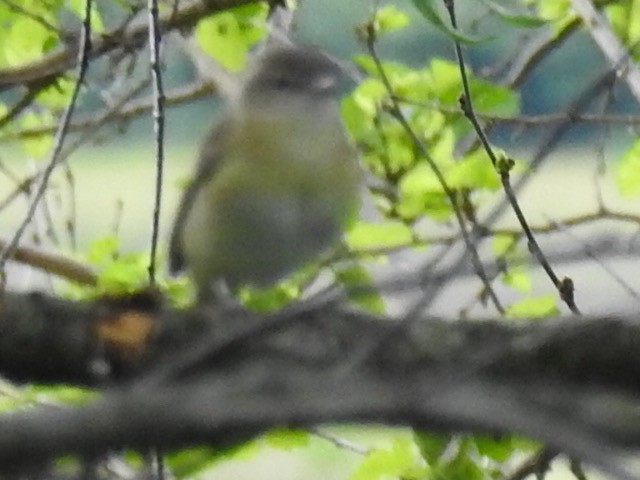 Vireo de Bell - ML239056541