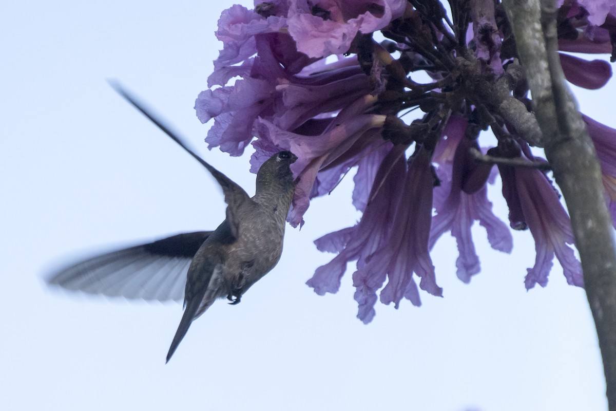 Sombre Hummingbird - Luiz Carlos Ramassotti