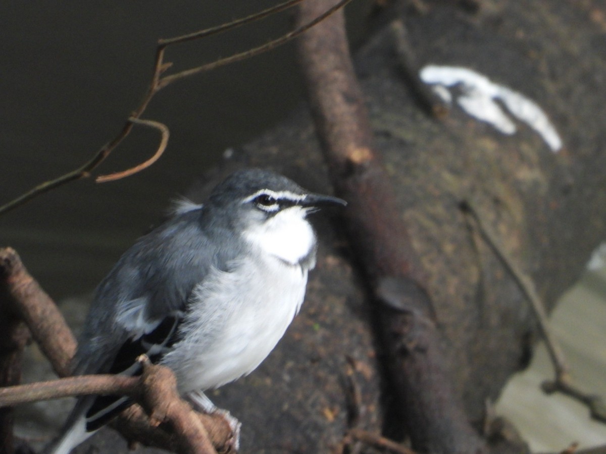 Mountain Wagtail - ML239056741