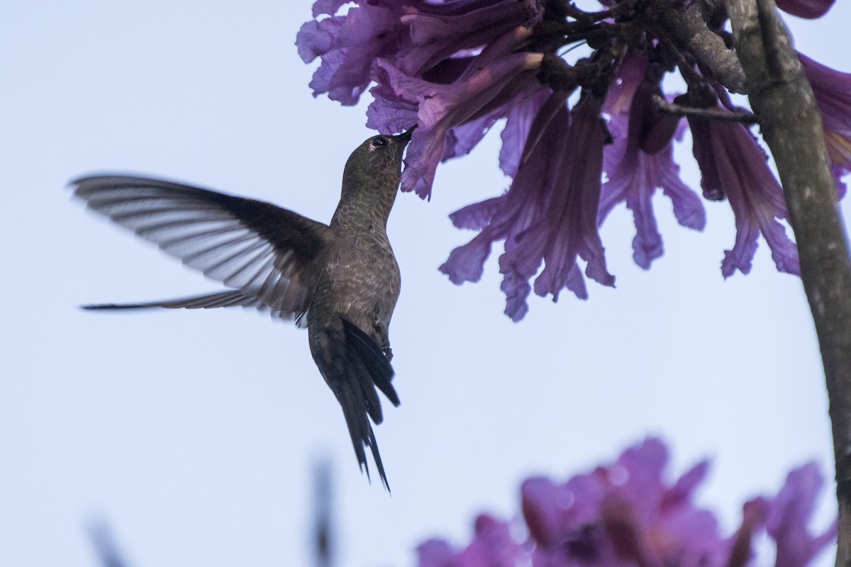 Sombre Hummingbird - Luiz Carlos Ramassotti