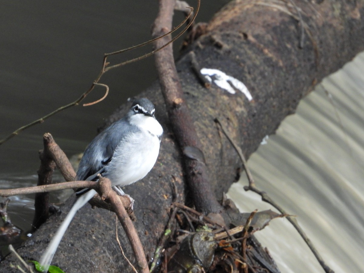 Mountain Wagtail - ML239056791