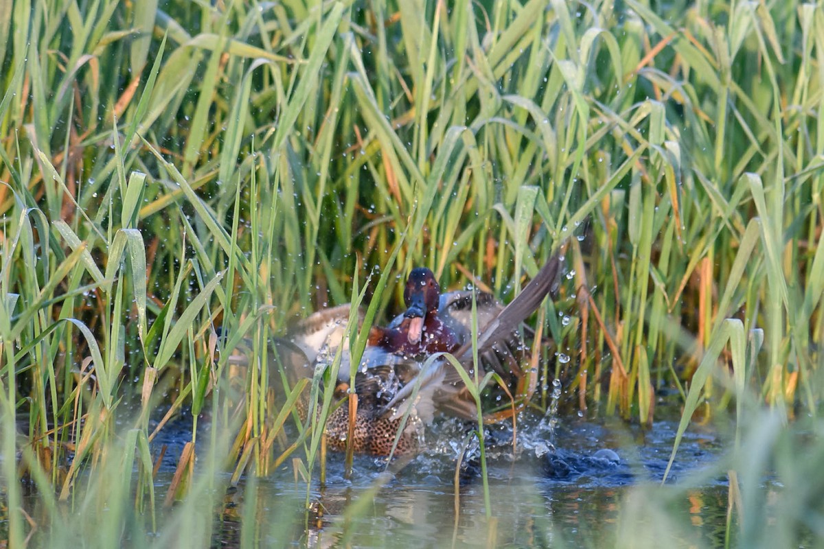 Cinnamon Teal - ML239057091