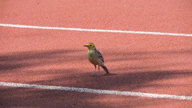 Citrine Wagtail - ML239057121