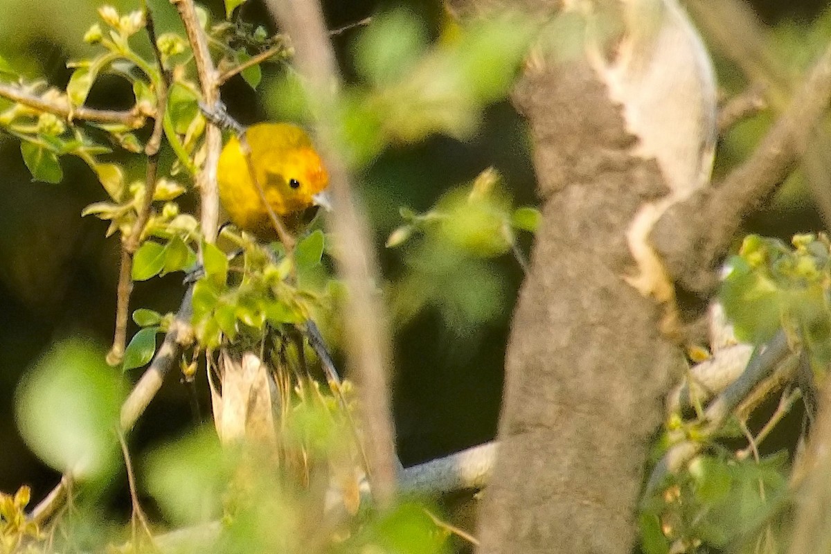 Fire-capped Tit - Michael Zieger