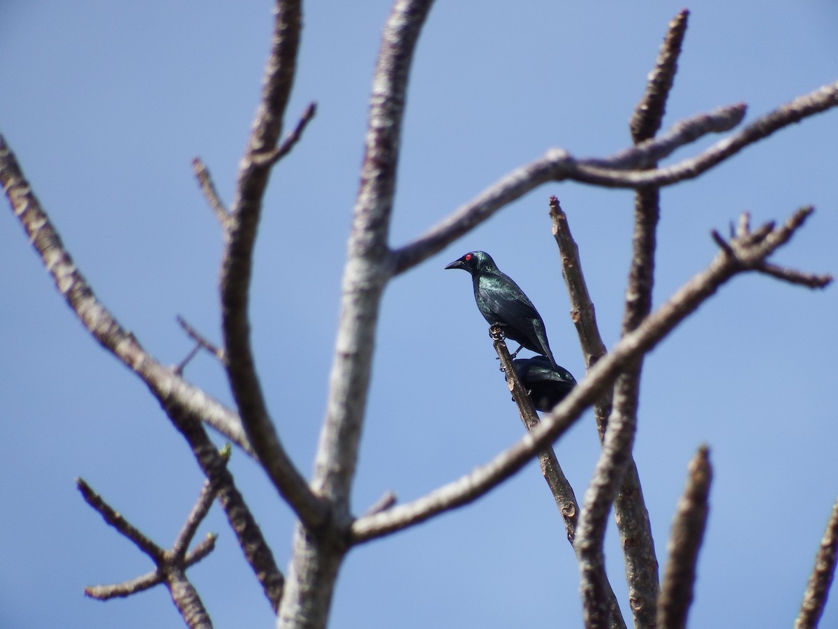 Asian Glossy Starling - ML23905731