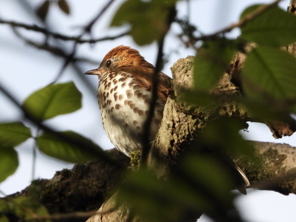 Wood Thrush - ML239058341