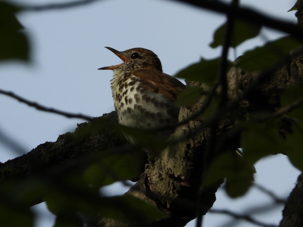 Wood Thrush - ML239058351